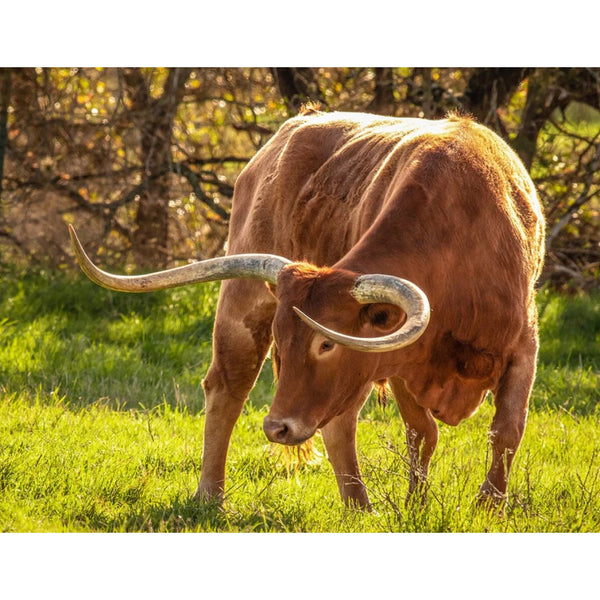 B-TR-10329 Breyer Traditional Model Texas Longhorn Bull