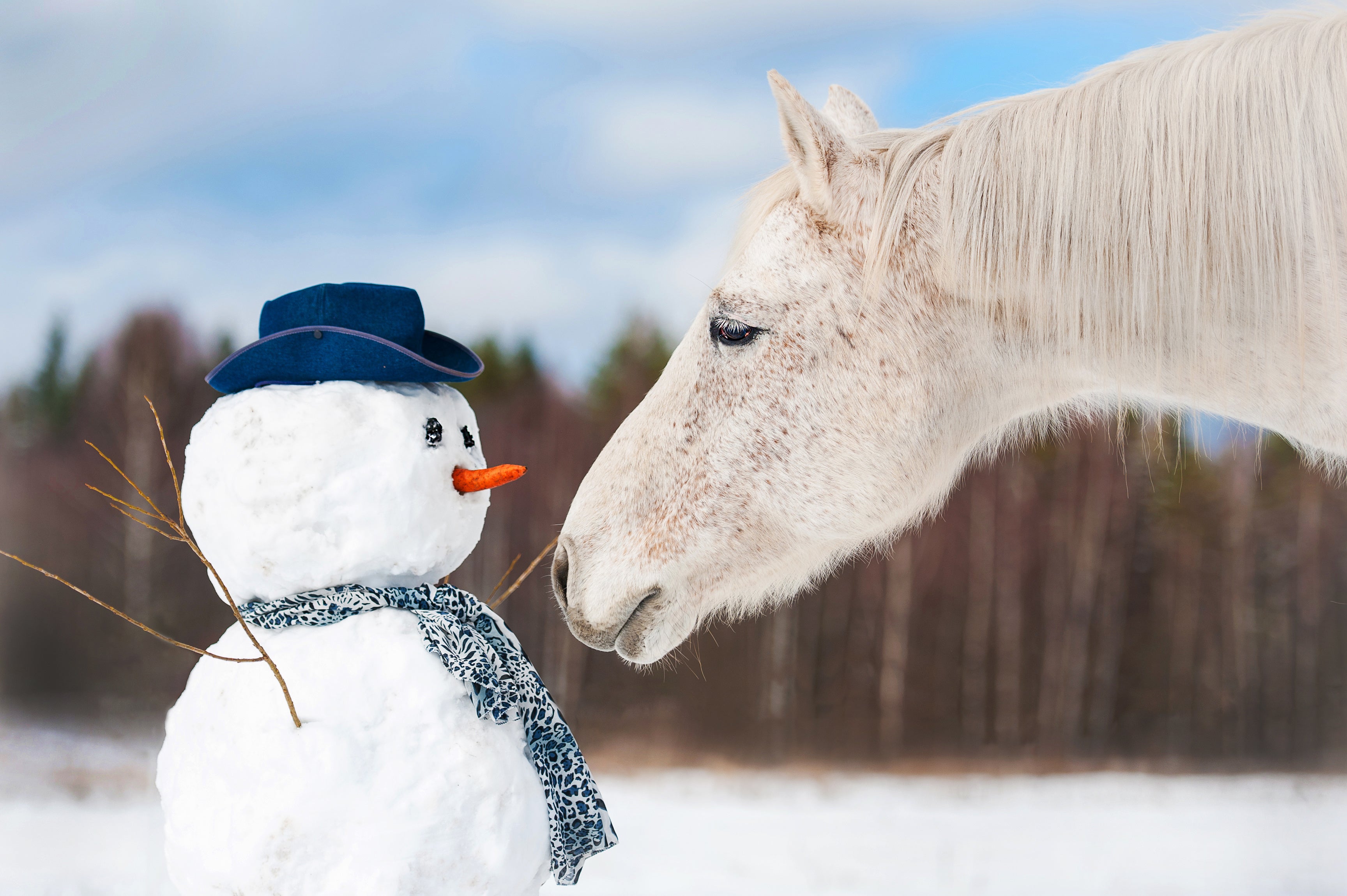 Caring for Your Horse in the Winter
