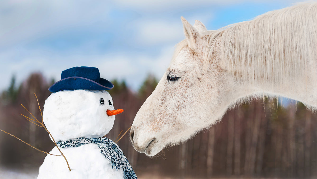Caring for Your Horse in the Winter