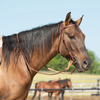 10-0092 Weaver Latigo Leather Browband Headstall