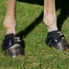 2071000 Back On Track Royal Performance Bell Boots - Black