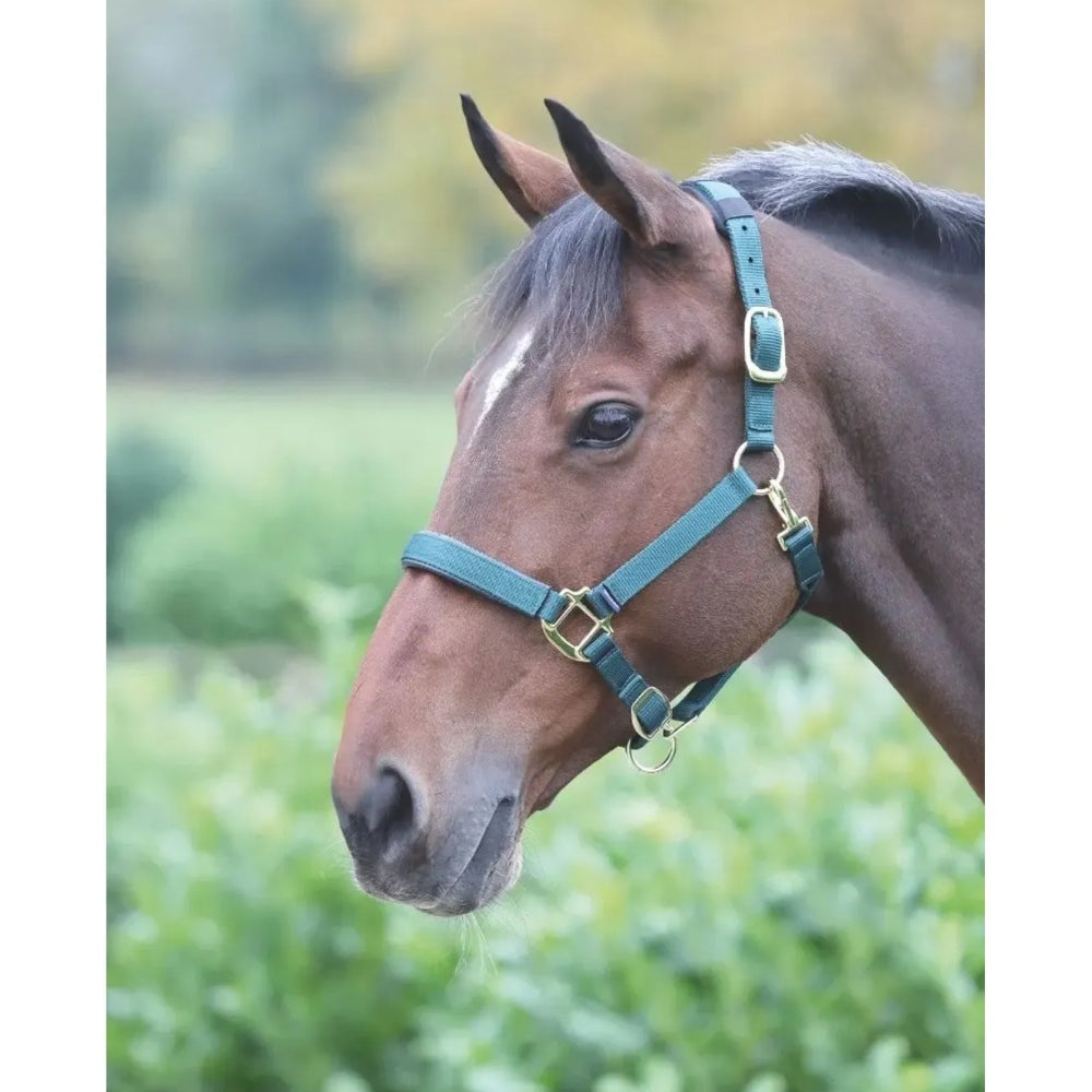 387L Shires Topaz Breakaway Padded Nylon Halter