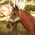 E22007-TGR/IWH Equinavia Valkyrie Ultra Fleece Breakaway Halter - Thyme / Ivory White