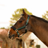 E22015 Equinavia Saga Fleece Padded Breakaway Horse Halter - Hunter Green / Black