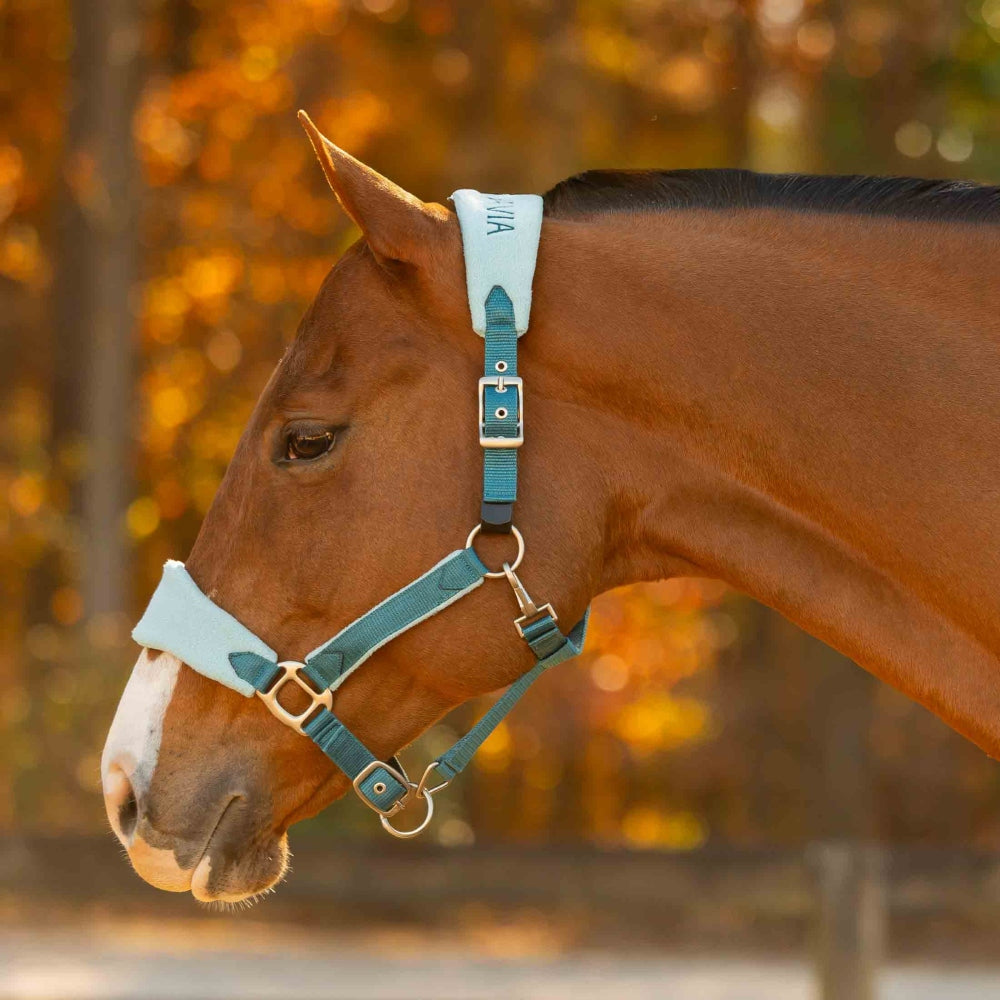 E22015-LYB/GLB Equinavia Saga Fleece Padded Breakaway Horse Halter - Lyons Blue / Glacier Blue