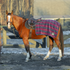 E24067-BU/NV Equinavia Norse Fleece Exercise Quarter Sheet - Burgundy Navy Plaid