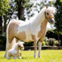 IT08674 LeMieux Toy Pony Mini Plush Pony - Lemon