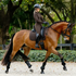 IT08953 LeMieux Brilliance Classic Dressage Square Saddle Pad - Espresso Large