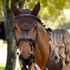 IT08959 LeMieux Brilliance Fly Veil Hood Lycra Bonnet - Espresso