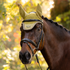 IT09186 LeMieux Loire Satin Fly Veil Hood Lycra Bonnet - Gooseberry