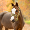 IT09414 LeMieux Vogue Headcollar Halter & Lead Rope Set - Gooseberry
