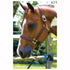 140H Perri's 1 Inch Horse Turnout Halter - Havana Brown