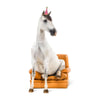 Birthday Card - Horse Sitting in Chair