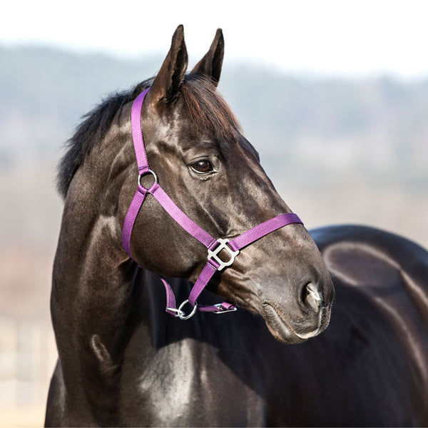 22222 Horze Halter and Lead Set