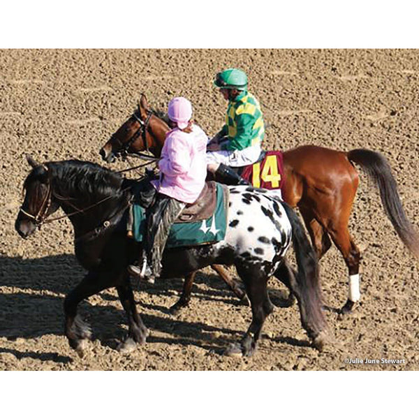 1805 Breyer Harley Racehorse Lead Pony Traditional Model Horse