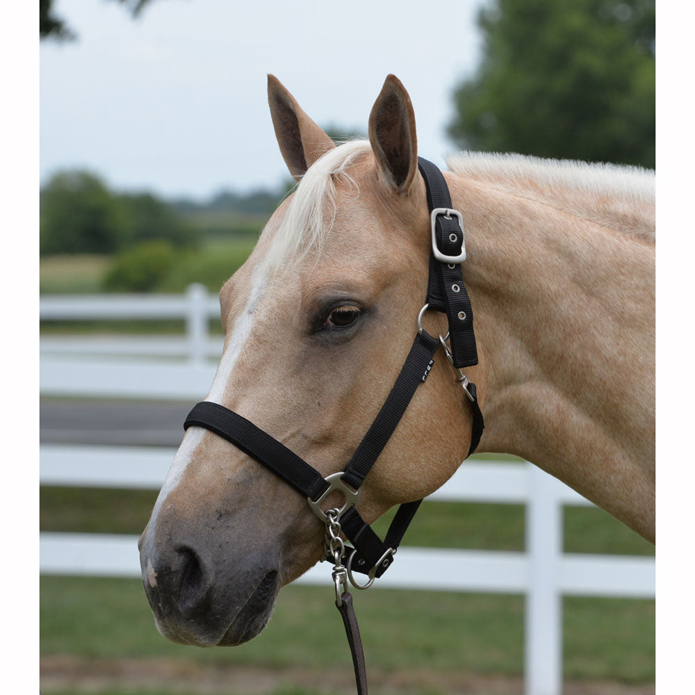 Beweegt niet Teleurgesteld Duizeligheid Wire Horse Neo Padded Nylon Adjustable Horse Halter | The Wire Horse